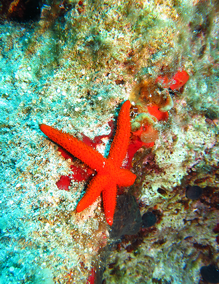 Fethiye Dalış Turu