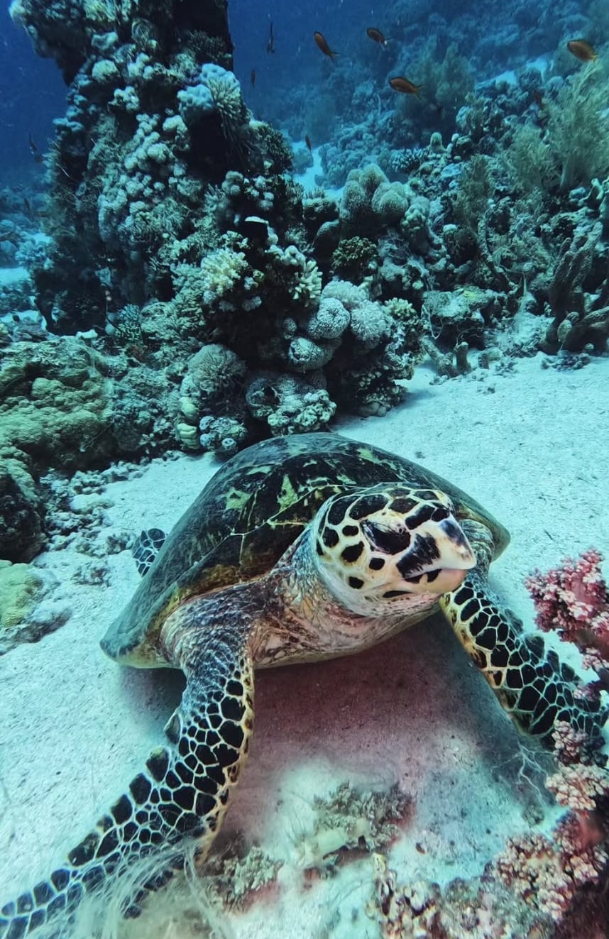 Sharm El Sheikh / Dalışlı Mavi Tur