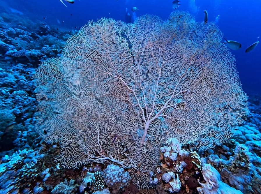 Sharm El Sheikh / Dalışlı Mavi Tur
