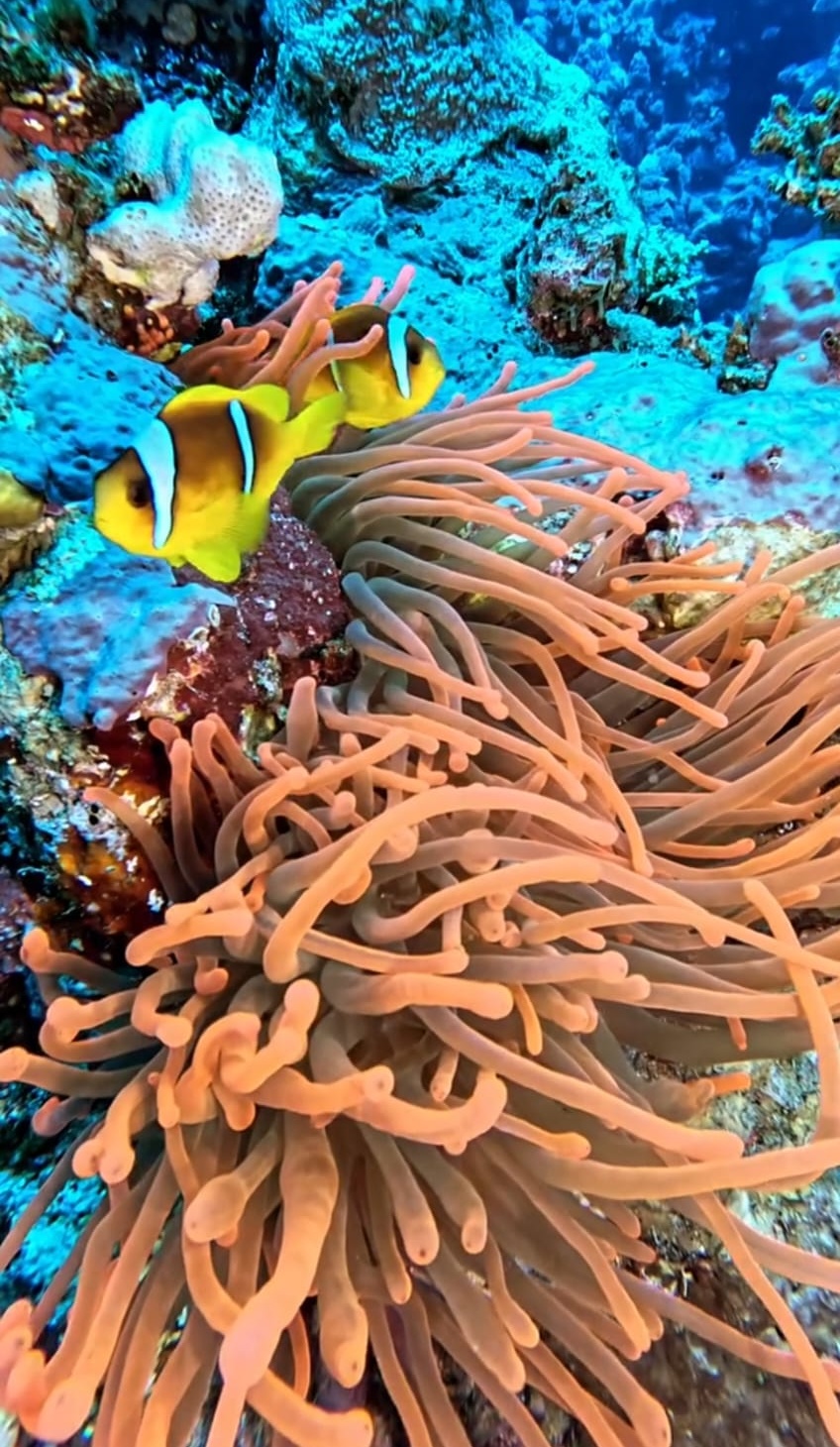Sharm El Sheikh / Dalışlı Mavi Tur