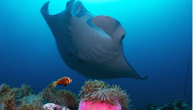 Maldivler Dalışlı Mavi Tur