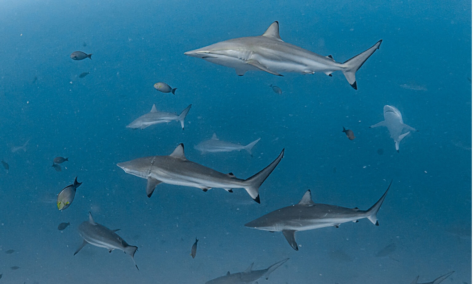 Maldivler Dalışlı Mavi Tur