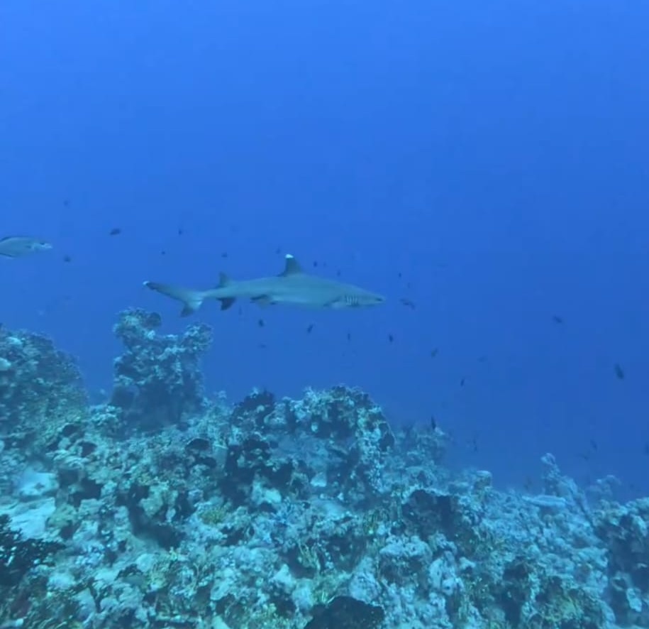 Sharm El Sheikh / Dalışlı Mavi Tur