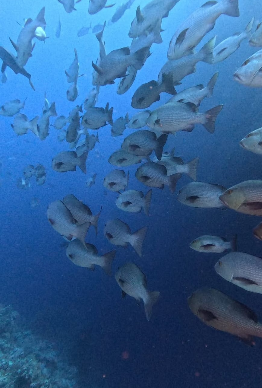 Sharm El Sheikh / Dalışlı Mavi Tur