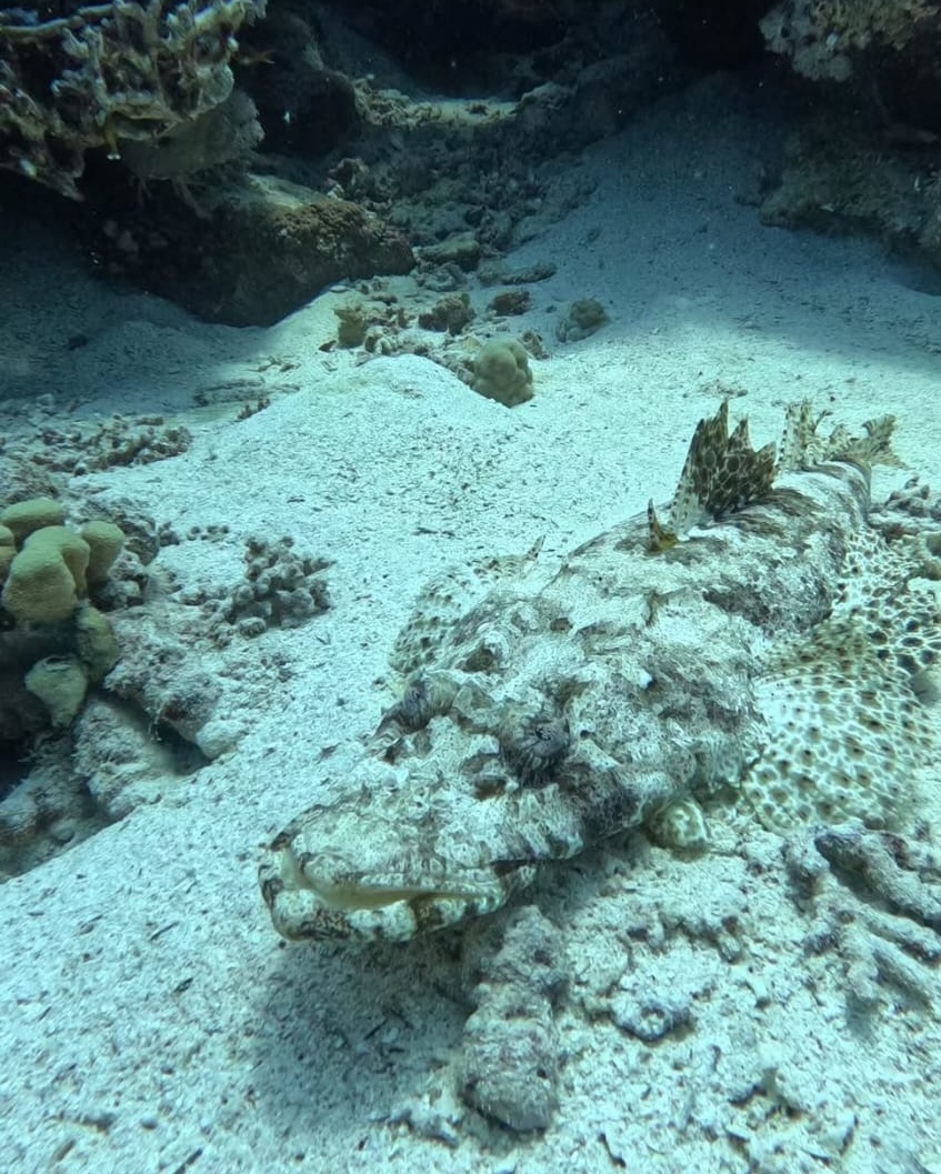 Sharm El Sheikh / Dalışlı Mavi Tur