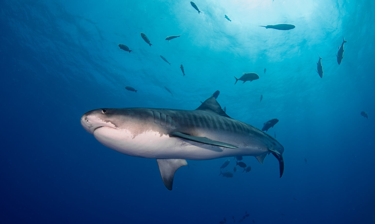 Maldivler Dalışlı Mavi Tur