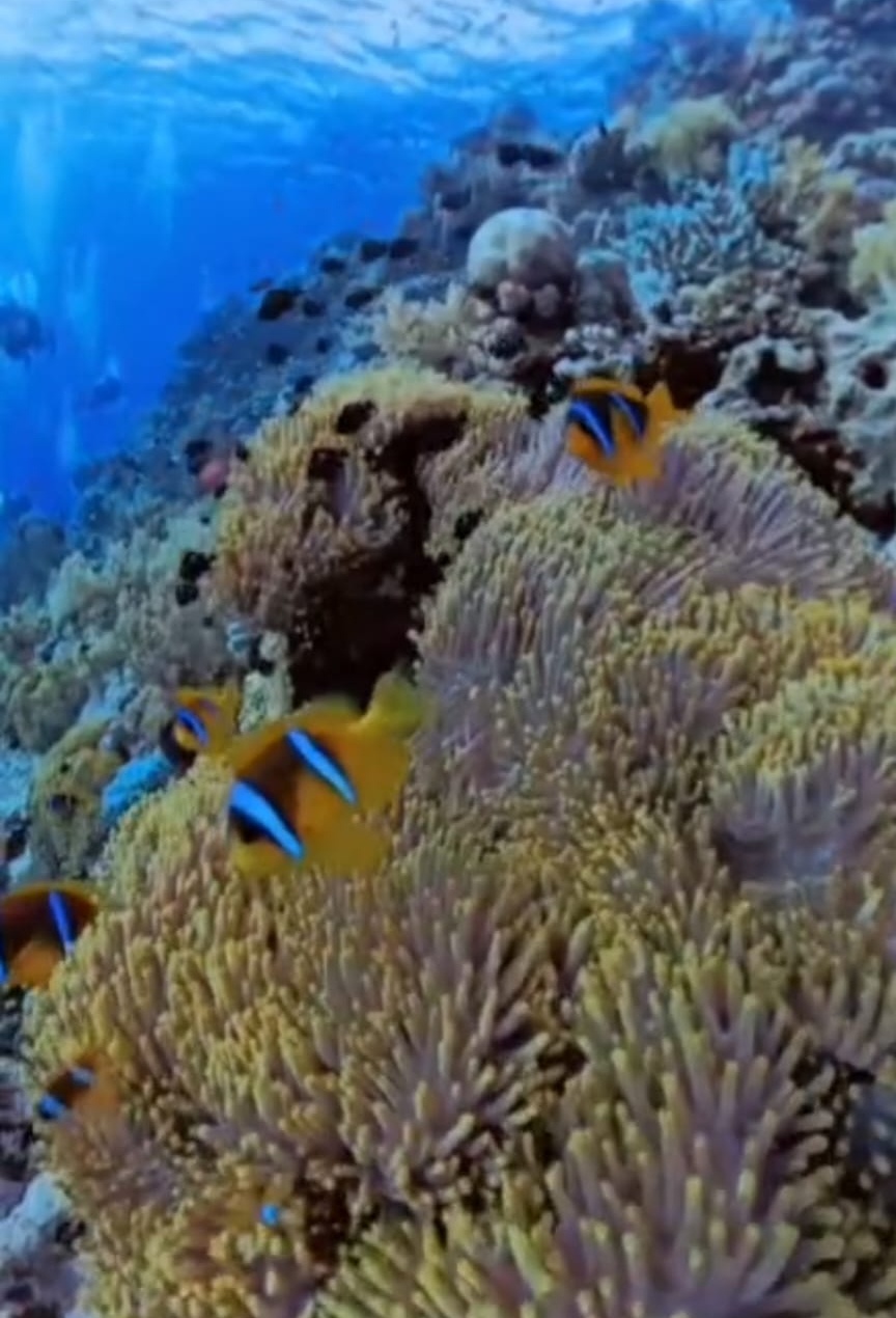 Sharm El Sheikh / Dalışlı Mavi Tur