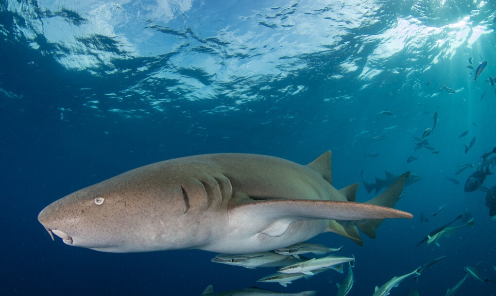 Maldivler Dalışlı Mavi Tur
